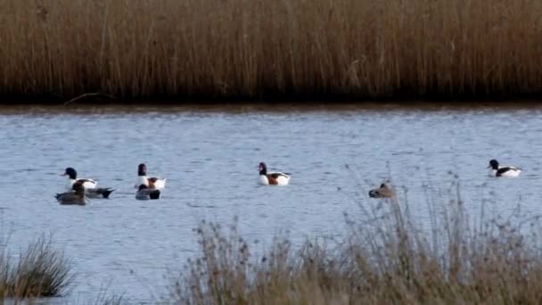 Vanlig Shelduck Shelducks Tadorna Tadorna Fåglar Vatten Livsmiljöer — Stockvideo