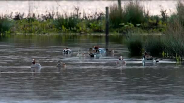 Wigeon Eurasiático Aves Penelope Mareca Agua Hábitat — Vídeo de stock