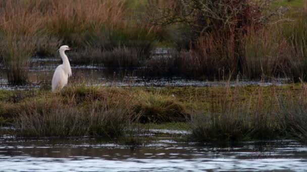 Little Egret Habitat Nama Latinnya Adalah Egretta Garzetta — Stok Video