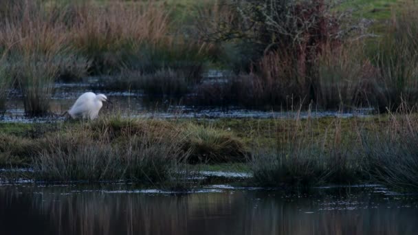 Kleine Egret Habitat Haar Latijnse Naam Egretta Garzetta — Stockvideo