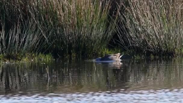 Frecuentes Moorhen Gallinula Chloropus — Vídeo de stock