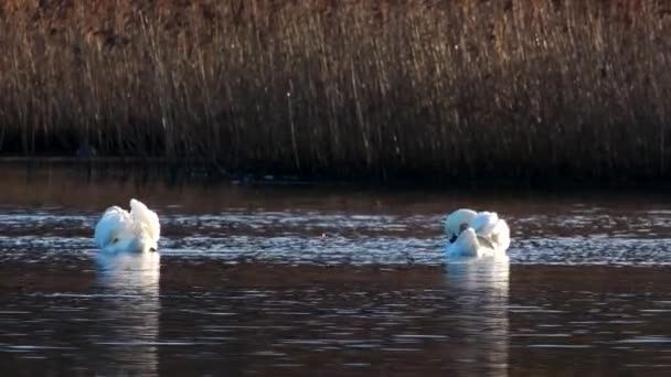 Cisne Mudo Cygnus Olor Habitat Pela Manhã — Vídeo de Stock