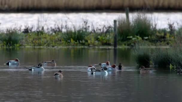 Northern Pintail Anas Acuta Birds Environment — Stock Video