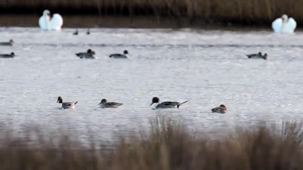 Northern Pintail Anas Acuta Birds Environment — Stock Video