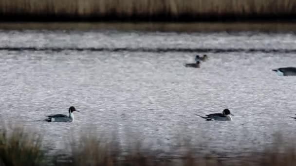 Północny Pintail Anas Acuta Ptaków Środowisku — Wideo stockowe