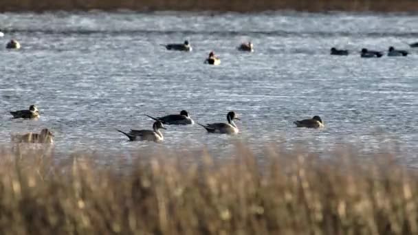 Pintail Settentrionale Anas Acuta Uccelli Nell Ambiente — Video Stock