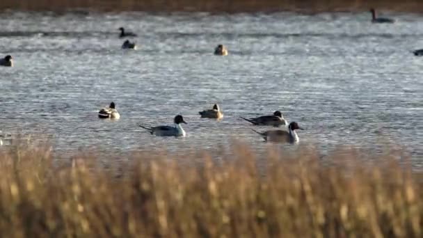 Nordstjärt Anas Acuta Fåglar Miljön — Stockvideo