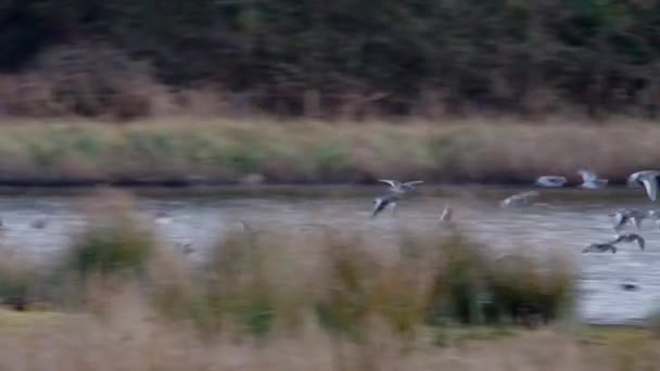 Yaygın Redshank Redshank Tringa Totanus Uçan Kuşlar — Stok video
