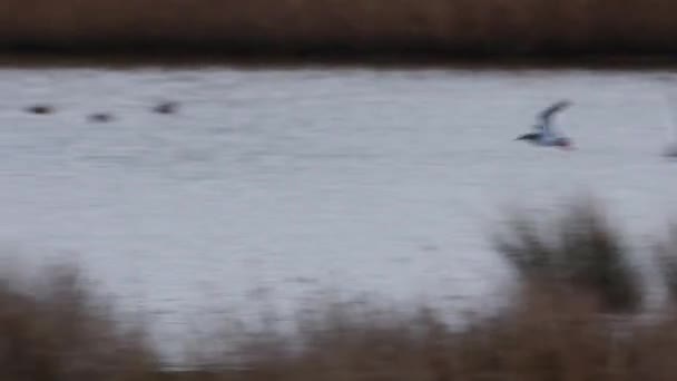 Common Redshank Redshank Tringa Totanus Ptáci Letu — Stock video