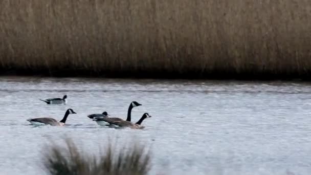 Gansos Canadá Ganso Canadá Branta Canadensis Medio Ambiente — Vídeos de Stock