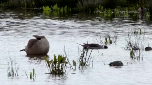 Bernache Canada Canard Pilet Oiseaux Dans Environnement — Video