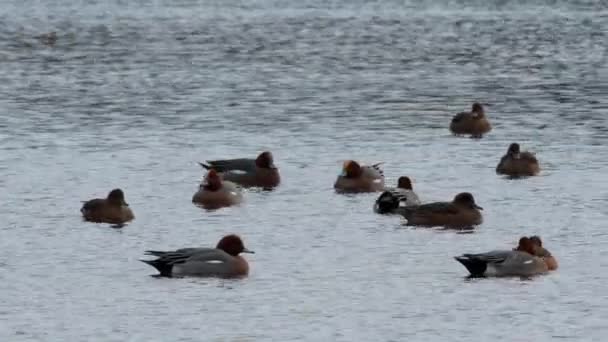 Wigeon Eurasiático Aves Penelope Mareca Agua Hábitat — Vídeo de stock