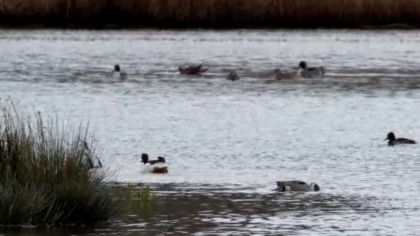 Vanlig Shelduck Och Nordlig Pintail Fåglar Miljön — Stockvideo