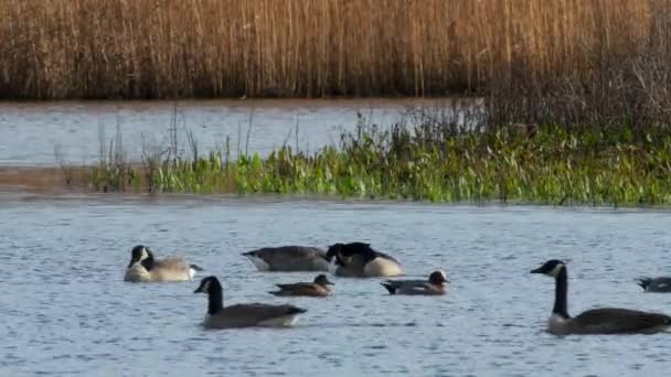 Canada Ganzen Canada Ganzen Branta Canadensis Het Milieu — Stockvideo