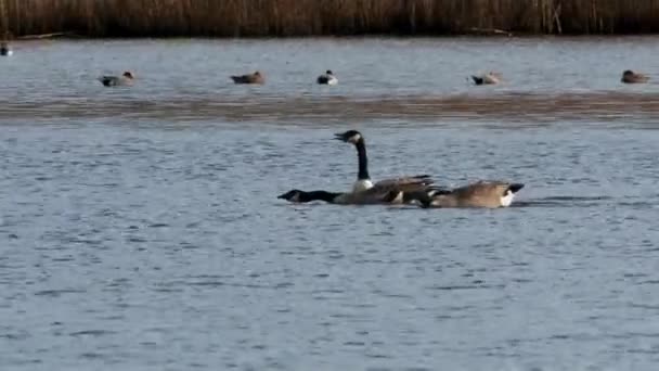 Kanada Geese Canada Goose Branta Canadensis Environment — Stok Video