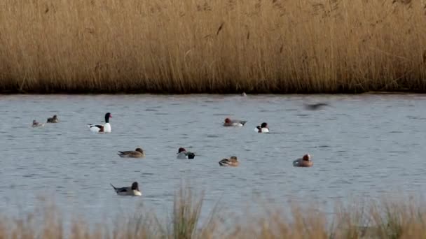 Rak Yang Umum Dan Wigeons Eurasia Burung Atas Air Habitat — Stok Video