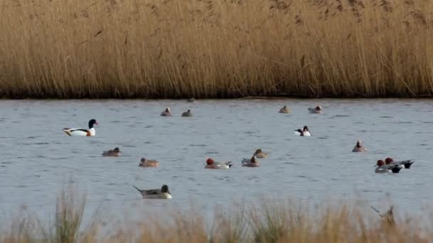 Shelducks Comunes Pelucas Eurasiáticas Aves Agua Hábitat — Vídeo de stock