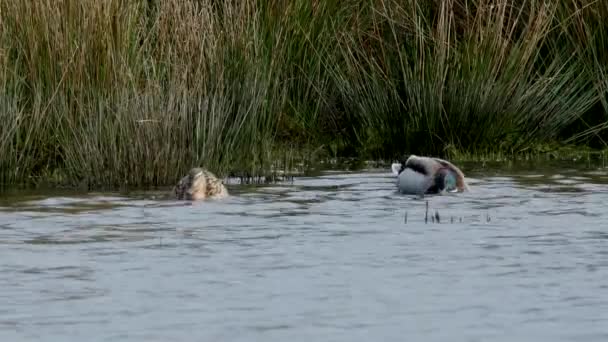 Pair Mallard Duck Anas Platyrhynchos Habitat — Stock video