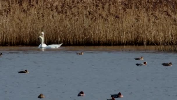 Mute Swan Cygnus Olor Під Час Злягання — стокове відео