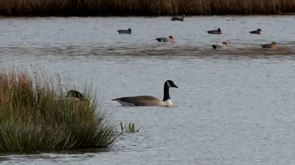 Canadá Gansos Canada Goose Branta Canadensis Ambiente — Vídeo de Stock