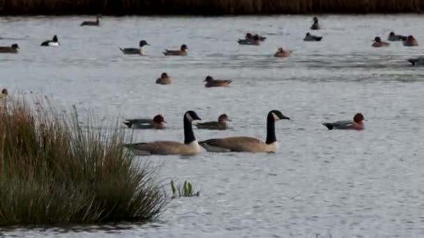 Canadá Gansos Canada Goose Branta Canadensis Ambiente — Vídeo de Stock