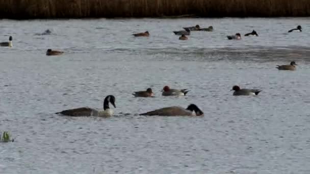 Gansos Canadá Ganso Canadá Branta Canadensis Medio Ambiente — Vídeos de Stock