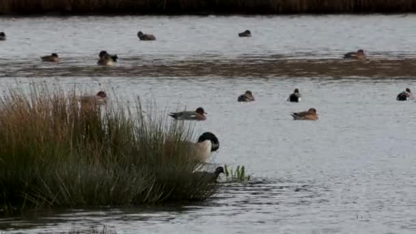 Canada Ganzen Canada Ganzen Branta Canadensis Het Milieu — Stockvideo