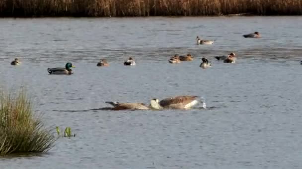 Canada Geese Northern Pintail Environment — Stock Video