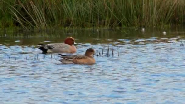 Wigeon Eurasiático Aves Penelope Mareca Agua Hábitat — Vídeo de stock