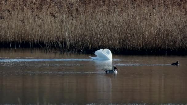Mute Swan Cygnus Olor Habitat Morning — Stock Video