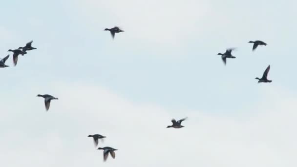 Eurasian Wigeon Mareca Penelope Birds Flight — Stockvideo