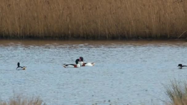 Загальний Шелак Шелачки Тадорна Птахи Воді Природному Середовищі — стокове відео