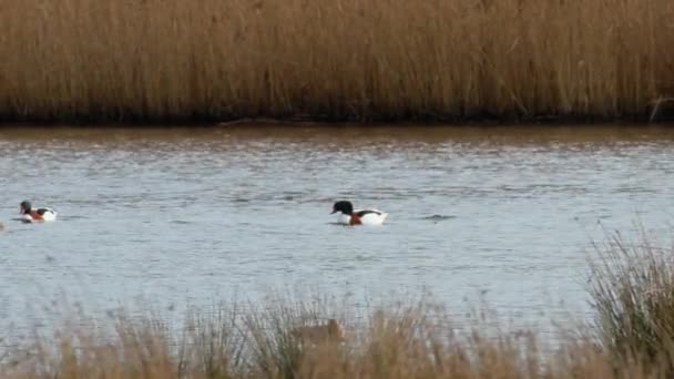 Загальний Шелак Шелачки Тадорна Птахи Воді Природному Середовищі — стокове відео