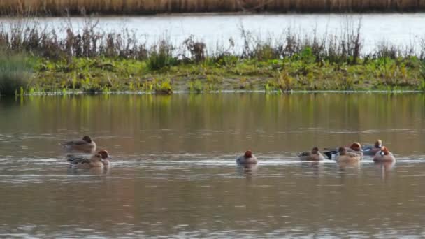 Wigeon Eurasiático Aves Penelope Mareca Agua Hábitat — Vídeo de stock