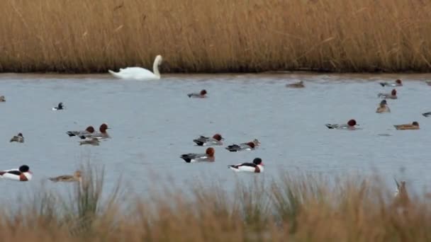 Wigeon Eurasiático Aves Penelope Mareca Agua Hábitat — Vídeo de stock