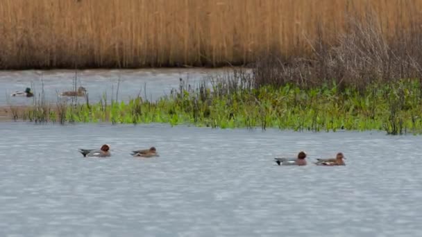 Wigeon Eurasiático Aves Penelope Mareca Agua Hábitat — Vídeo de stock