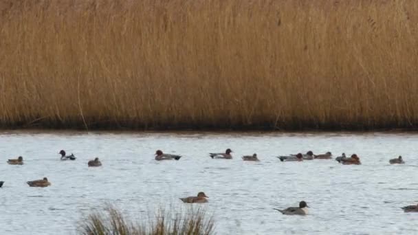 Wigeon Eurasiático Aves Penelope Mareca Agua Hábitat — Vídeo de stock