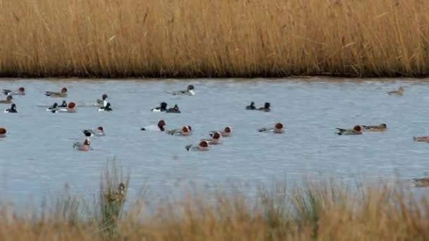 Euraziatische Duif Mareca Penelope Vogels Water Leefgebied — Stockvideo