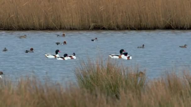 Vanlig Shelduck Shelducks Tadorna Tadorna Fåglar Vatten Livsmiljöer — Stockvideo