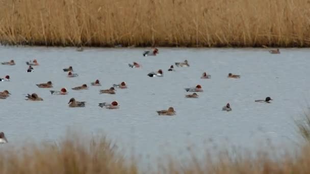 Wigeon Eurasiático Aves Penelope Mareca Agua Hábitat — Vídeo de stock