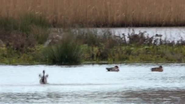 Severní Pintail Anas Acuta Ptáci Životním Prostředí — Stock video