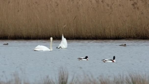 Mute Swan Common Shelduck — стокове відео