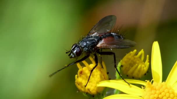 Close Filme Parasite Fly Flor Amarela Seu Nome Latino Eriothrix — Vídeo de Stock