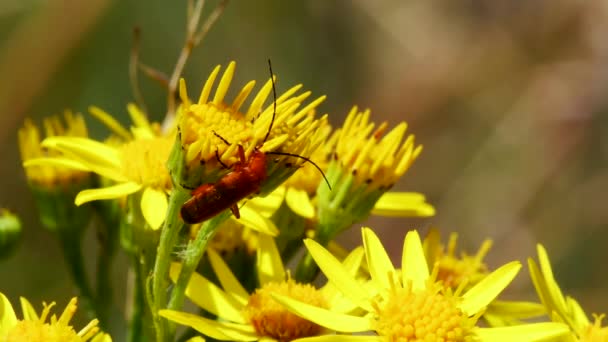 Sarı Çiçeklerdeki Asker Böcek Latince Adı Cantharis Livida — Stok video