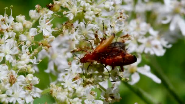 Pair Soldier Beetle Copulation Їхня Латинська Назва Cantharis Livida — стокове відео