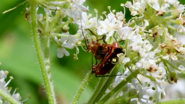 Pareja Escarabajo Soldado Cópula Nombre Latín Cantharis Livida — Vídeos de Stock