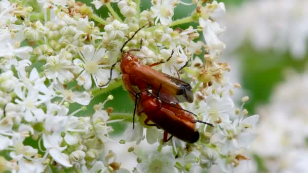 Pair Soldier Beetle Copulation Їхня Латинська Назва Cantharis Livida — стокове відео