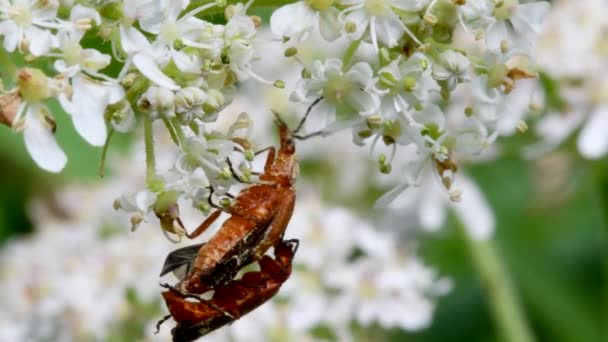 Пара Солдатских Жуков Совокуплении Латинское Имя Cantharis Livida — стоковое видео