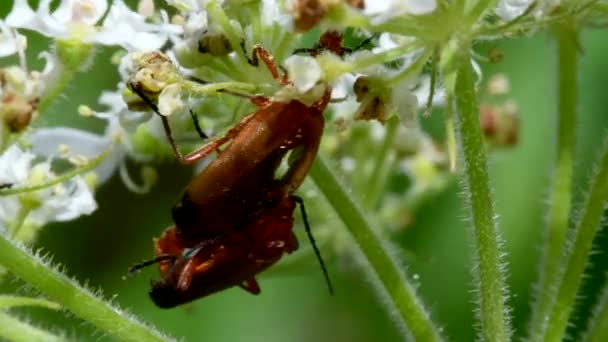 Çiftler Halinde Çiftleşen Asker Böceğin Latince Adı Cantharis Livida — Stok video