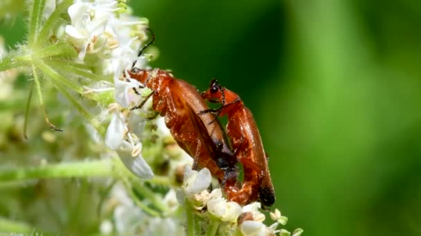 Пара Солдатских Жуков Совокуплении Латинское Имя Cantharis Livida — стоковое видео